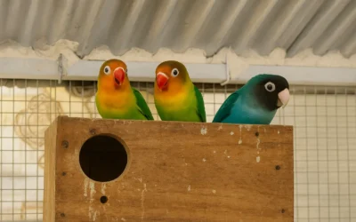 Things You Should Know Before Keeping Lovebirds as Pets – A Complete Guide to Their Food, Behavior, Lifespan, and Cage Setup