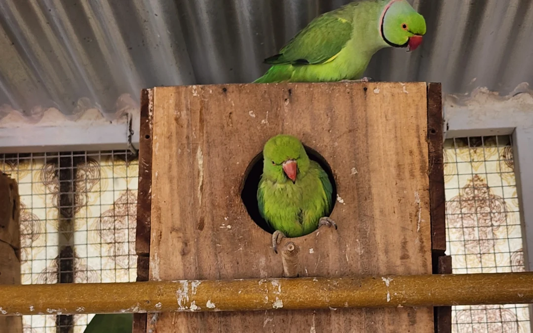 Ringneck Parrot Care Guide – Food, Lifespan & Daily Routine